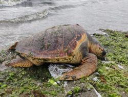 Altnova Plajna caretta caretta vurdu