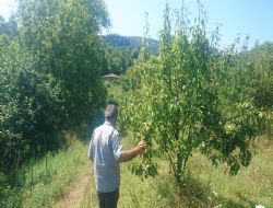 Yalova da Taksitle Bahe Satlar Balad