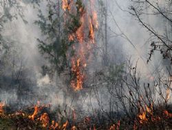 Altnova tfaiyesinden orman yangn uyars