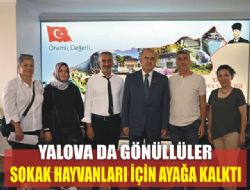 Yalova da Gnlller Sokak Hayvanlar in Ayaa Kalkt